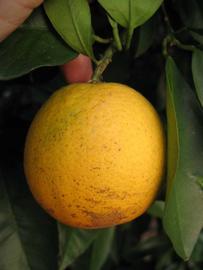            Fruit of  Citrus sinensis       (Moro, Winter   Haven, FL)   
