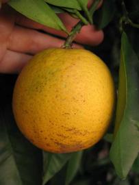              Fruit (Winter Haven, FL)       