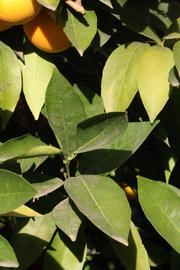            Sun leaves (Riverside, CA)   