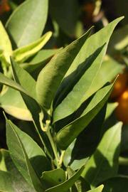            Sun leaves (Riverside, CA)   