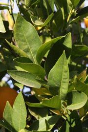            Sun leaves (Riverside, CA)   