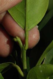              Petiole (Riverside, CA)       