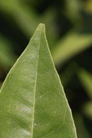              Margin (Riverside, CA)       