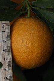              Fruit (Riverside, CA)       