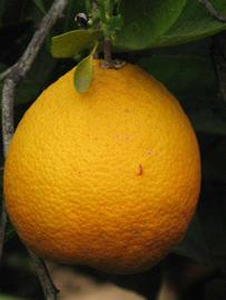            Fruit (Riverside, CA)   