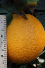              Fruit of  Citrus sinensis    x    Poncirus trifoliata        (Morton [citrange],   Riverside, CA)       