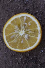              Fruit cross-section of  Citrus sinensis    x  Poncirus   trifoliata           (Morton [citrange], Riverside,   CA)       