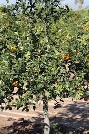              Habit (Riverside, CA)       