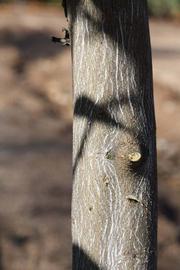              Bark (Riverside, CA)       