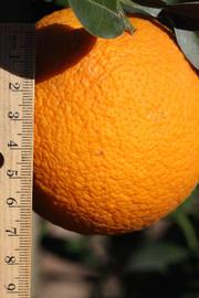              Fruit (Riverside, CA)       