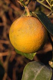            Fruit (Riverside, CA)   