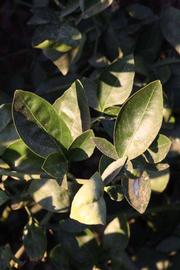              Sun leaves (Riverside, CA)       