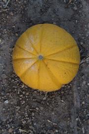            Fruit (Riverside, CA)   