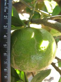              Immature fruit (Winter Haven, FL)       