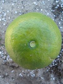              Immature fruit (Winter Haven, FL)       