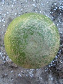              Immature fruit (Winter Haven, FL)       