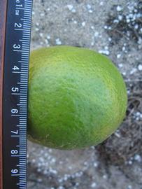             Immature fruit (Winter Haven, FL)       