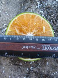              Fruit cross-section (Winter Haven, FL)       