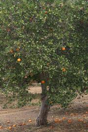            Habit (Riverside, CA)   