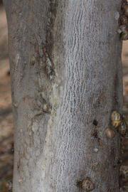            Bark (Riverside, CA)   