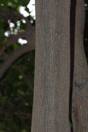            Bark (Riverside, CA)   