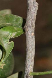              Second - third year twig (Riverside, CA)       