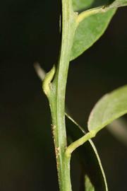            First year twig (Riverside, CA)   