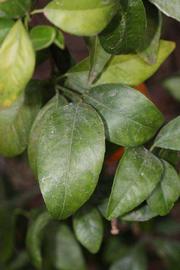              Shade leaves (Riverside, CA)       