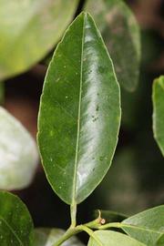              Unifoliolate leaf (Riverside, CA)       