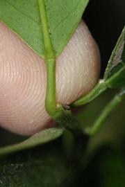              Petiole (Riverside, CA)       