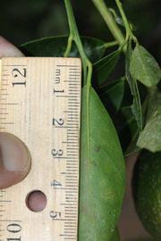              Unifoliolate leaf (Riverside, CA)       