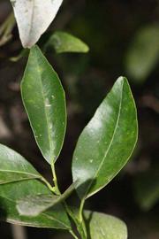              Unifoliolate leaf (Riverside, CA)       