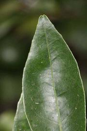              Margin (Riverside, CA)       