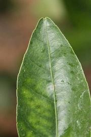              Margin (Riverside, CA)       