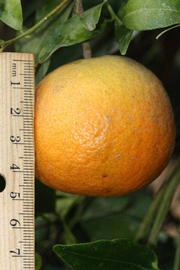            Fruit (Riverside, CA)   