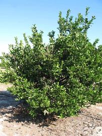            Habit (Winter Haven, FL)   