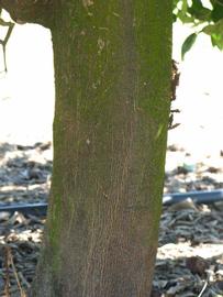            Bark (Winter Haven, FL)      