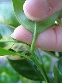              Petiole (Winter Haven, FL)       