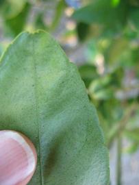              Margin (Winter Haven, FL)       