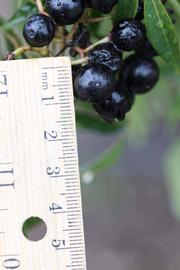              Fruit (Riverside, CA)       