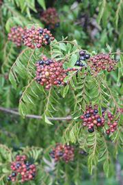              Fruit (Riverside, CA)       