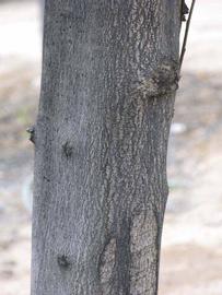            Bark (Riverside, CA)   