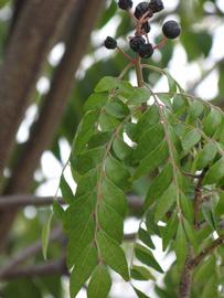              Shade leaves (Riverside, CA)       