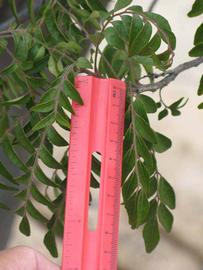            Compound leaf (Riverside, CA)   