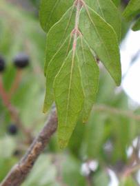              Leaflet (Riverside, CA)       