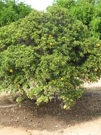               Habit (Myrtifolia, Riverside, CA)   