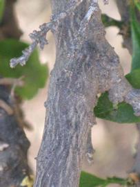                 Second - third year twig (Myrtifolia, Riverside, CA)       