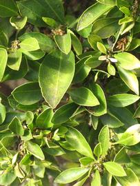                 Sun leaves (Myrtifolia, Riverside,   CA)       