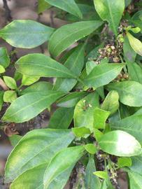                 Shade leaves (Myrtifolia, Riverside,   CA)       