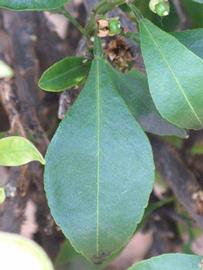                 Unifoliolate leaf (Myrtifolia, Riverside,   CA)       